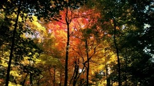 foresta, alberi, autunno, corone, colori, giallo, rosso, verde