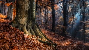 foresta, alberi, autunno, fogliame