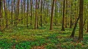 skog, träd, landskap