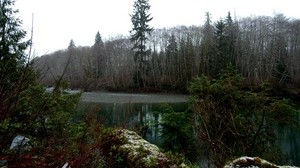 bosque, árboles, el estanque, sombrío, matorrales