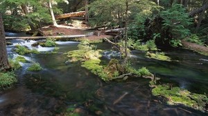 forest, trees, river, moss, course - wallpapers, picture