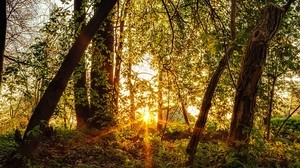 forest, trees, sun, rays