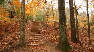 forest, trees, steps, autumn, descent, leaves - wallpapers, picture