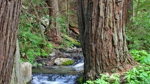 forest, trees, trunks, stream, water - wallpapers, picture