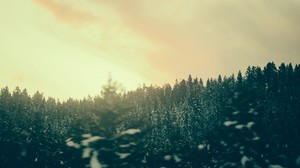 forest, trees, twilight - wallpapers, picture