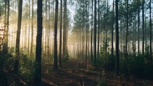 forest, trees, light - wallpapers, picture