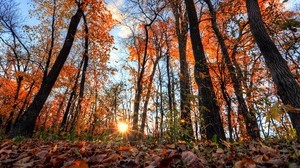 forest, trees, light, rays - wallpapers, picture
