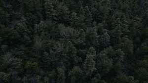 forest, trees, dark, top view