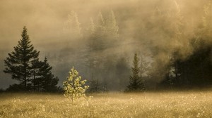 forest, trees, grass, fog - wallpapers, picture