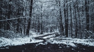forest, trees, trail, winter