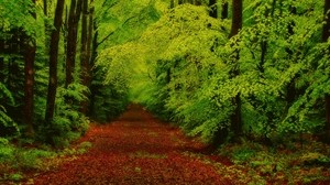 forest, trees, path - wallpapers, picture