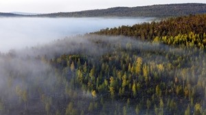 foresta, alberi, nebbia