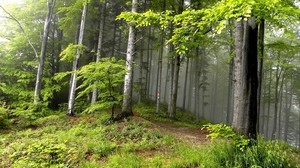 森、木、霧、h、エッジ