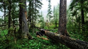 skog, träd, skärning, stammar