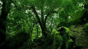 skog, träd, gräddar, grön, mossa, vegetation, buskar, stenar, löv