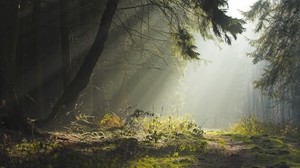 forest, trees, earth, grass, sunbeams, freshness, morning