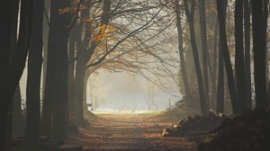 forest, trees, earth, grass, sunbeams, freshness, morning, logs