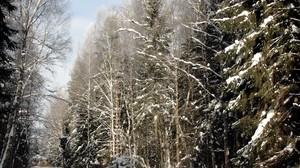 bosque, árboles, invierno, San Petersburgo, Pavlovsk, camino