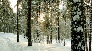 forest, trees, winter, St. Petersburg, Sestoretsk, road, trunks