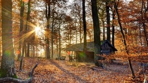forest, the house, trees, autumn, light, October, leaf fall - wallpapers, picture