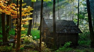 forest, the house, autumn, leaves, clearance, morning