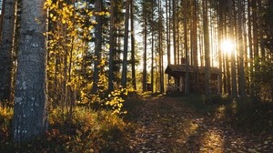 forest, the house, solitude, comfort, nature, trees