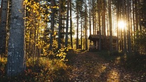 skog, huset, ensamhet, komfort, natur, träd