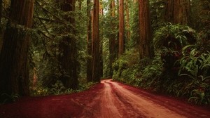forest, road, trees - wallpapers, picture