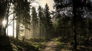 skog, väg, åt, skuggor, ljus, strålar, morgon - wallpapers, picture
