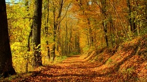 foresta, strada, foglie, ottobre, oro, mezzogiorno, ombre