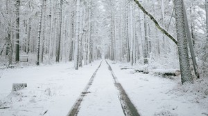 foresta, strada, neve, alberi, inverno