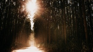 skog, väg, solljus, träd, starkt ljus, strålar