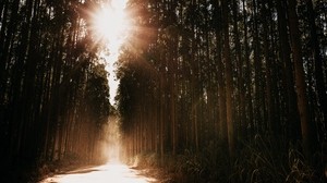 forest, road, sunlight, trees, bright light, rays