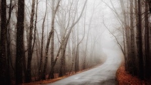 forest, road, fog, autumn, turn