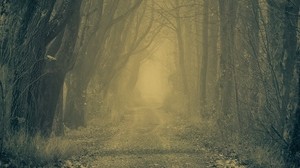 forest, road, fog, trees, autumn, gloomy, atmosphere - wallpapers, picture
