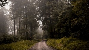 forest, road, fog, turn, trees, grass - wallpapers, picture