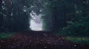 forest, road, fog, trees, gloomy