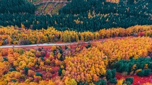 森林，道路，顶视图，树木，秋天