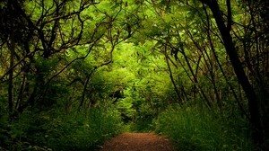 bosque, pista, sendero, verde, suspenso, wilds