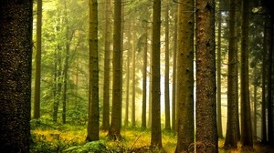 forest, haze, morning, cool - wallpapers, picture