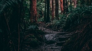 forest, jungle, path, trees, fern, tropics