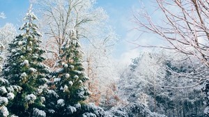 forest, ate, winter, snow - wallpapers, picture