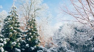 skog, åt, vinter, snö