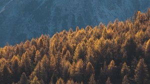 forest, mountains, trees, treetops, conifer