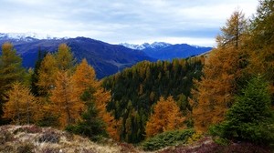 forest, mountains, trees, autumn