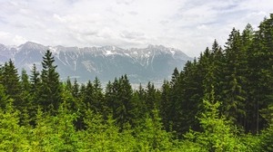 forest, mountains, landscape, trees, pines