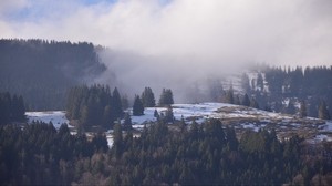 forest, mountains, snow, fog