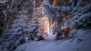 森林，针叶树，冬天，树木，雪