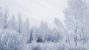forest, hoarfrost, gray hair, winter, frost