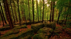 forest, stones, moss, trees